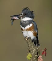 beltedkingfisher-1